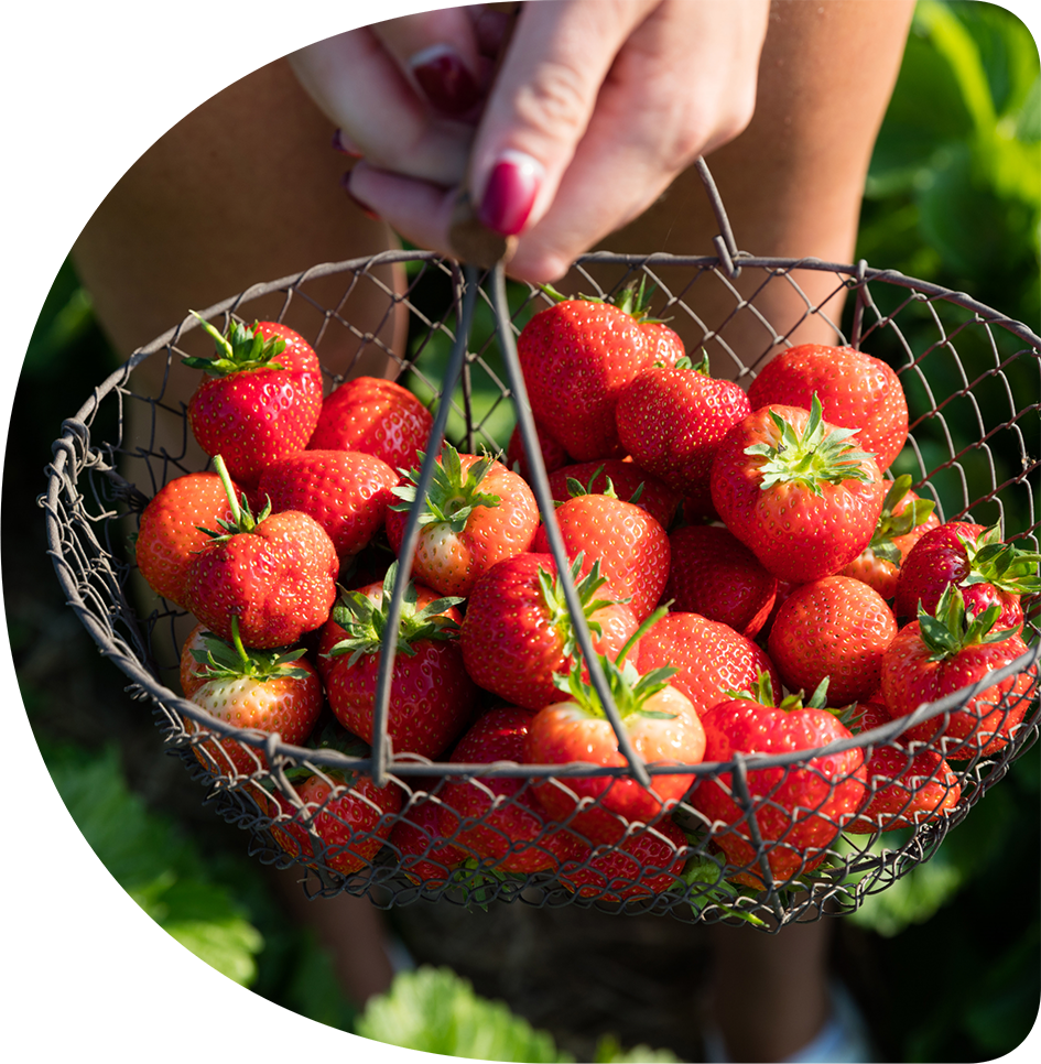 Add fresh strawberries to your subscription box