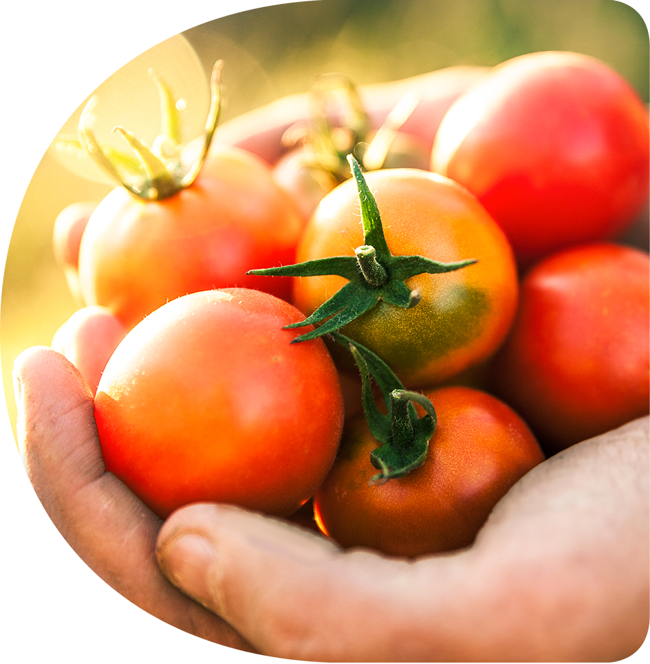 Seasonable vegetable box